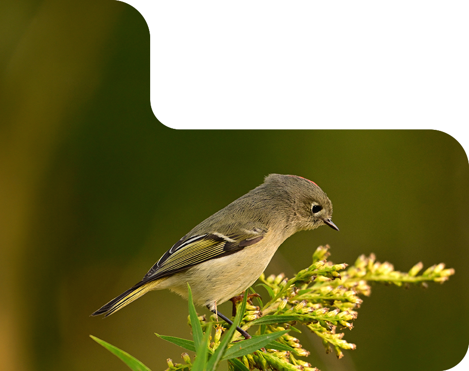 oiseaux reserve naturel