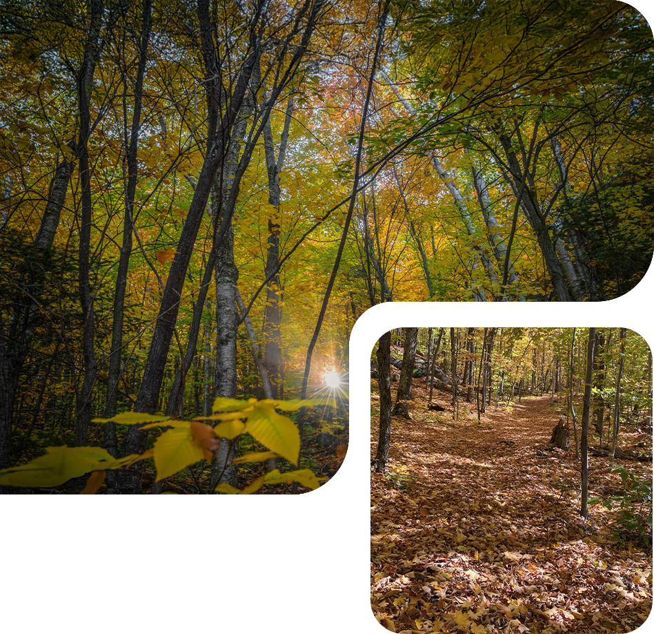 images outdoor autummn 2
